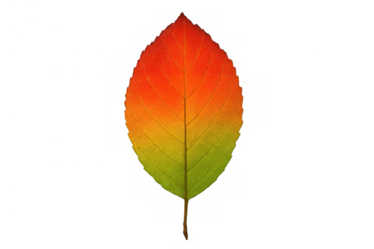 Autumn leaf displaying vibrant gradient colors from red to orange, yellow, and green, isolated with transparent background