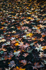 Fall in the city; autumn leaves. 