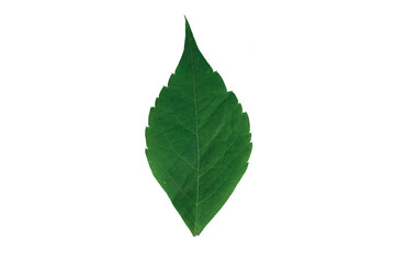 autumn leaf texture isolated png leaves