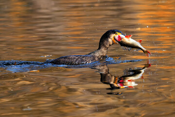 Kormoran auf  dem Teich