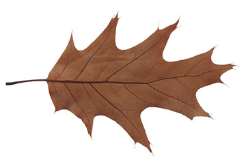 autumn leaf texture isolated png leaves
