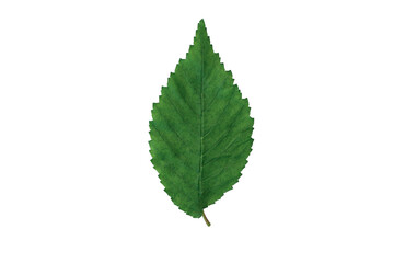 autumn leaf texture isolated png leaves