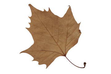 autumn leaf texture isolated png leaves