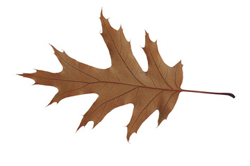 autumn leaf texture isolated png leaves