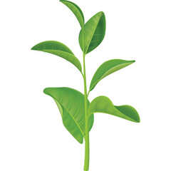 A healthy vibrant green tea plant sapling with glossy oval leaves and a thin stem isolated on a white background