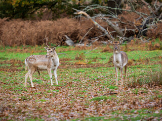 Fallow Deer Buck Standing Up