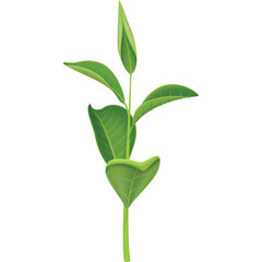 A Single Green Tea Plant Sprout With Multiple Leaves And A Transparent Background Ideal For Natural Growth And Organic Product Concepts