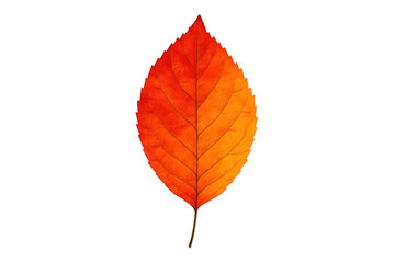 Autumn leaf showing rich red and orange hues, highlighting fall season and nature's transition. Transparent background