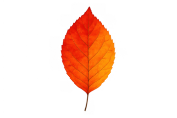 Autumn leaf showing rich red and orange hues, highlighting fall season and nature's transition. Transparent background