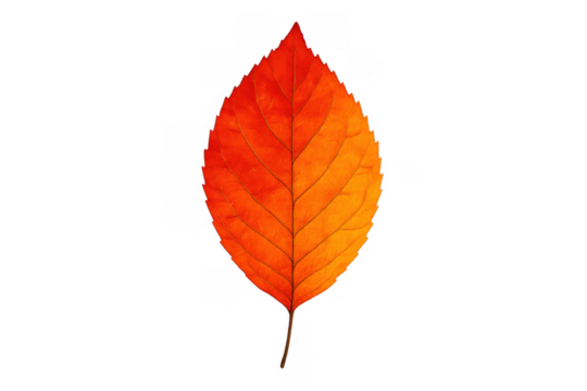 Autumn leaf showing rich red and orange hues, highlighting fall season and nature's transition. Transparent background