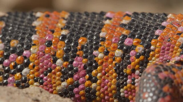 Gila Monster Skin Close-up - A macro shot showcases the intricate and colorful skin of a Gila Monster. The skin is a vibrant pattern of black, orange, and pink scales.