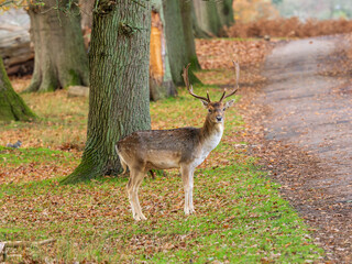 Fallow Deer Buck Standing Up