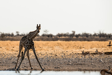 Safari im Etosha Nationalpark