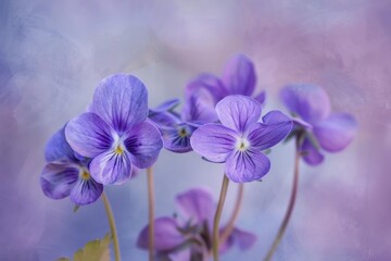 Purple pansies create a beautiful display with their vibrant petals and delicate details