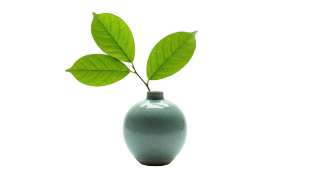 Green leaves in vase isolated on transparent background