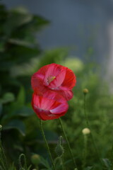 Obraz premium Poppy flowers closeup on bokeh green background, red poppies in bloom, selective focus, closeup.