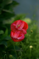 Poppy flowers closeup on bokeh green background, red poppies in bloom, selective focus, closeup.