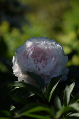 Paeonia lactiflora 'Sarah Bernhardt' flowers, pink peony  blooming, beauty in summer garden, on dark green bokeh background, selective focus, closeup.