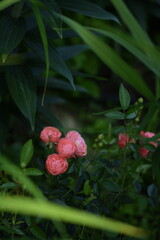 Blooming rose Margo Koster, roses in green leaves garden background.
