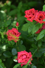 Red rose flowers  blooming in summer garden. Green bokeh background.
