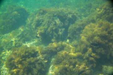 black sea seabed rocks plants
