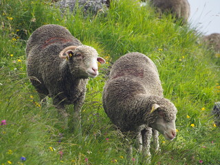 Tour des Glaciers de la Vanoise