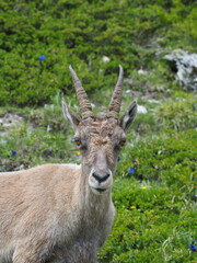 Tour des Glaciers de la Vanoise