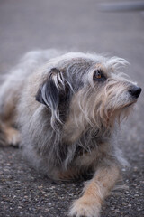 Ein zotteliger Mischlingshund liegt auf Asphalt und blickt aufmerksam zur Seite, Nahaufnahme, nat&uuml;rliche Umgebung.