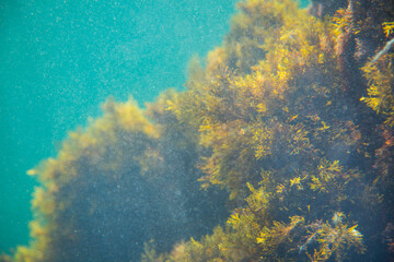 black sea seabed rocks plants
