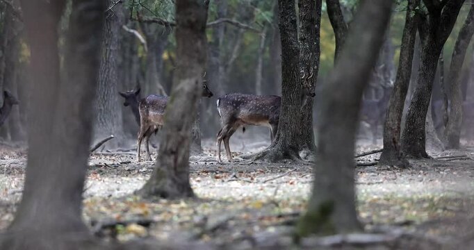 4k video of the wild european fallow deer, Dama dama, roaring during autumn rut at the edge of forest meadow. Photographed in natural light and wild natural forest.
