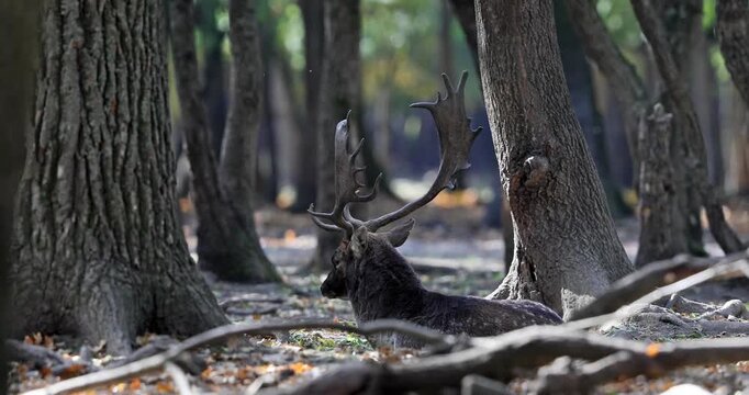 4k video of the wild european fallow deer, Dama dama, roaring during autumn rut at the edge of forest meadow. Photographed in natural light and wild natural forest.