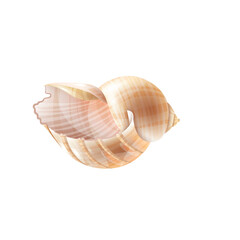 Close up Detailed Realistic Illustration of a Broken Spiral Seashell with Delicate Pink and Cream Hues Against a Transparent Background