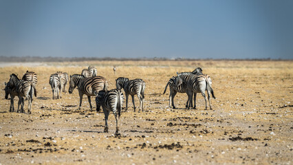 Safari im Etosha Nationalpark