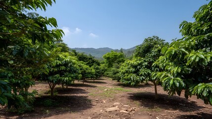 Fototapeta premium A lush green coffee plantation with rows of coffee trees under a clear blue sky bordered by rolling hills