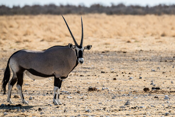 Safari im Etosha Nationalpark