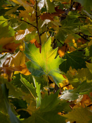 autumn colors in deciduous forests