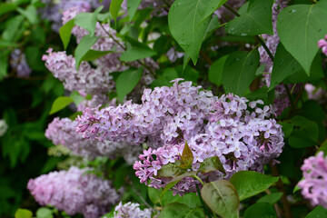 Vibrant Purple Lilac Flowers Blooming in a Spring Garden