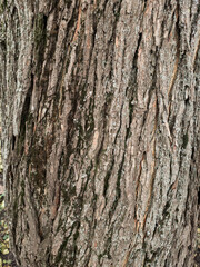 Vertical mulberry trunk with furrowed bark, lichen and moss traces, closeup texture.