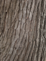Fototapeta premium Close view of mulberry bark with deep vertical grooves and rough flaky layers.