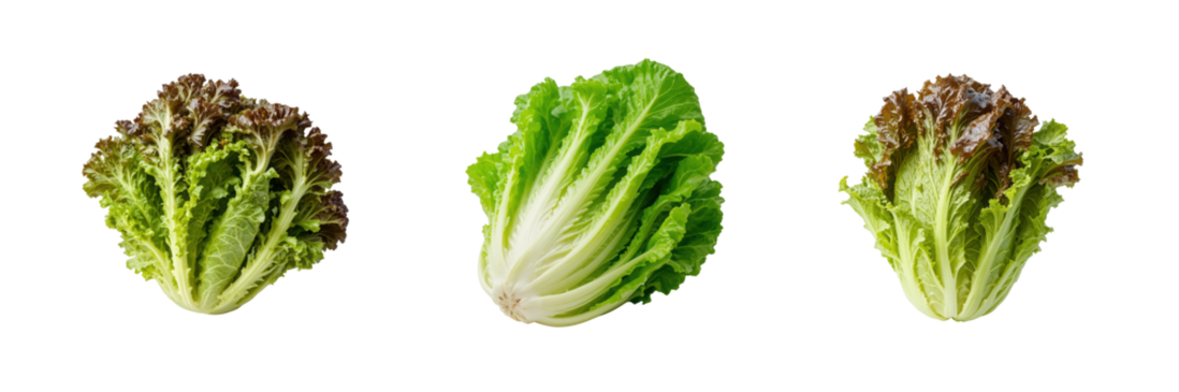 Three heads of fresh lettuce isolated on transparent background