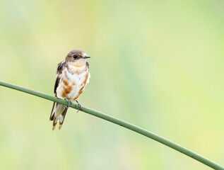 Golondrina juvenil