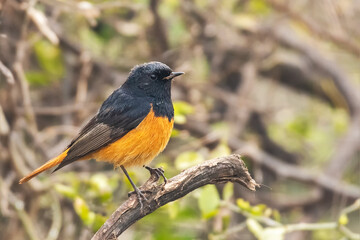 A beautiful male Black Redstart (Phoenicurus ochruros) at Keoladeo National Park, Bharatpur, Rajasthan, India