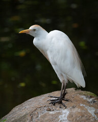 Cattle egret with white feathers, orange coloring on head and chest, and yellow beak and eyes, is standing alert on large brown rock against a dark blurred background.