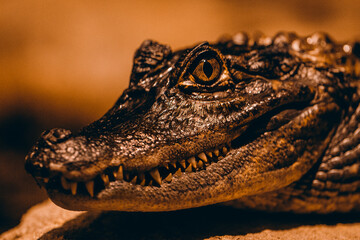 Fototapeta premium Crocodile lies on sandy shore under the sun