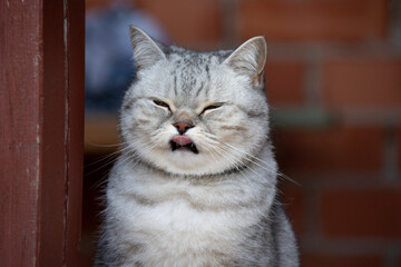 Beautiful gray British cat sticking out her pink tongue