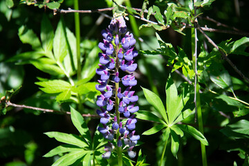 Inflorescence of purple lupine on a background of greenery