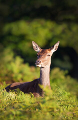 A female Red deer hind standing in green ferns