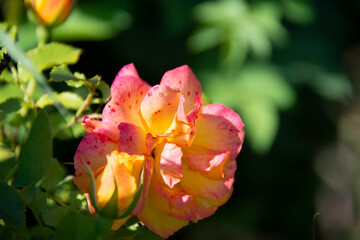 Beautiful pink and yellow rose close up on a blurred background