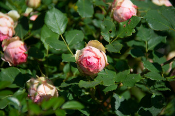 Beautiful pink roses on a background of green leaves
