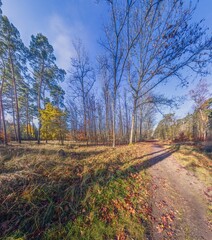 Autumn forest floor covered in leaves and branches